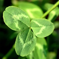 photo of clover