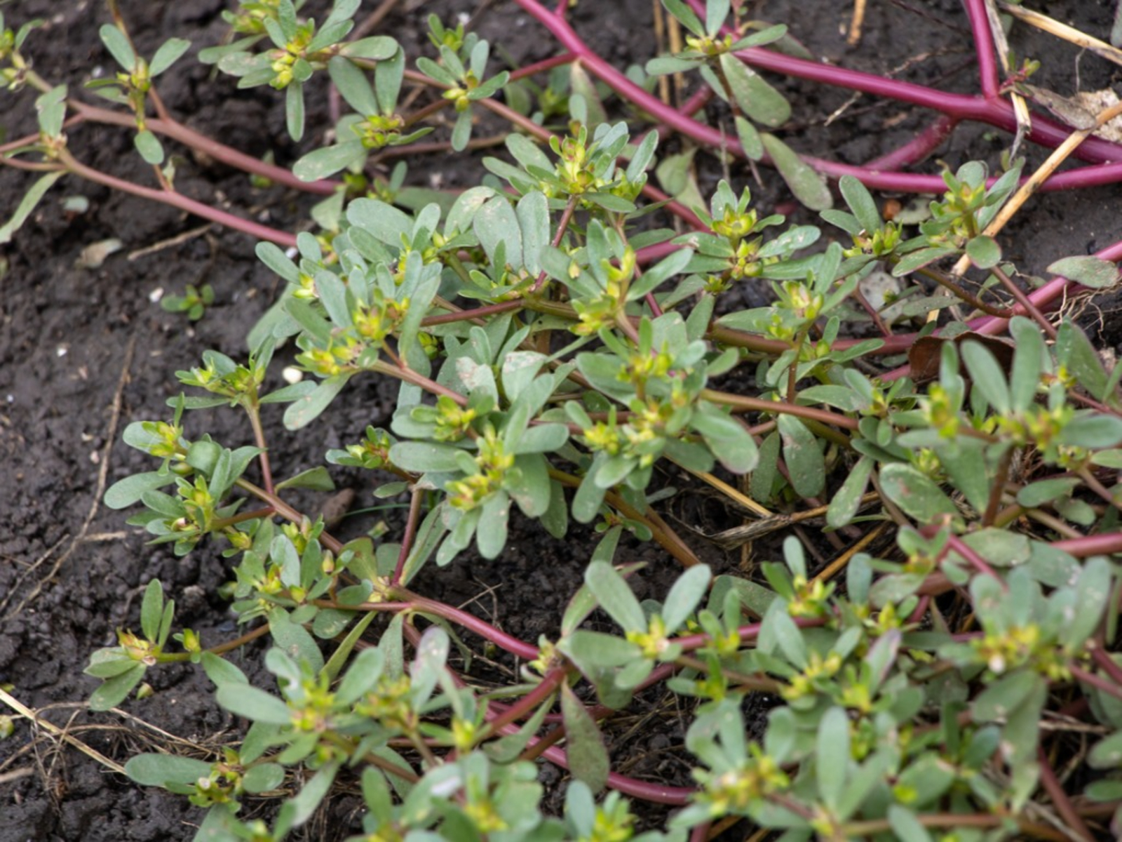 Purslane (Portulaca oleraceea)